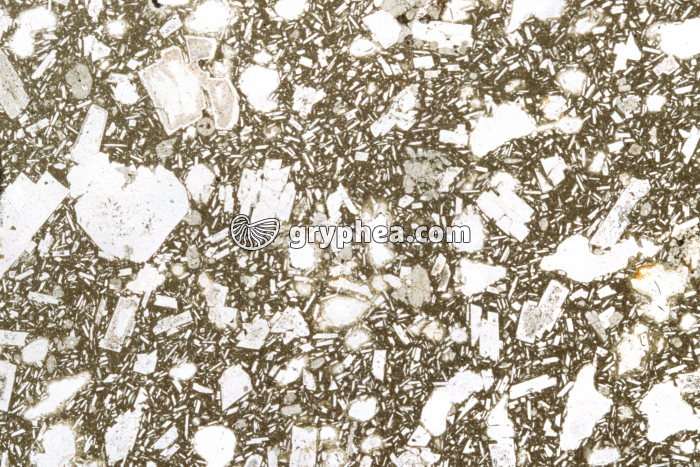 Trachyte LPNA x3,5 - gryphea.com